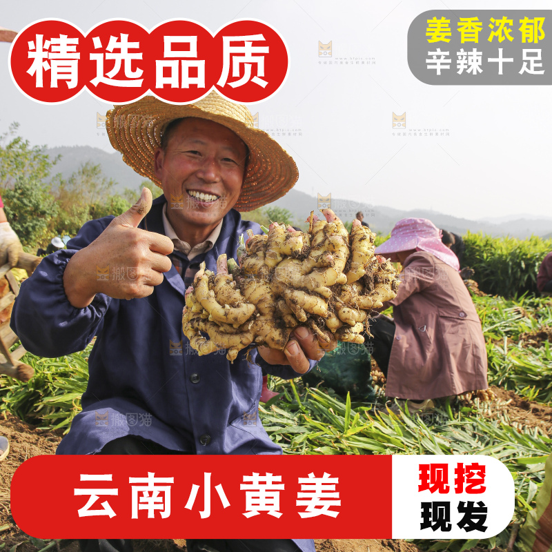 手里拿着新鲜小黄姜