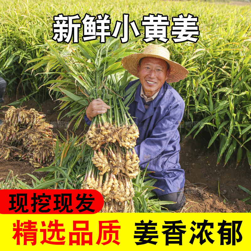 手里拿着新鲜小黄姜