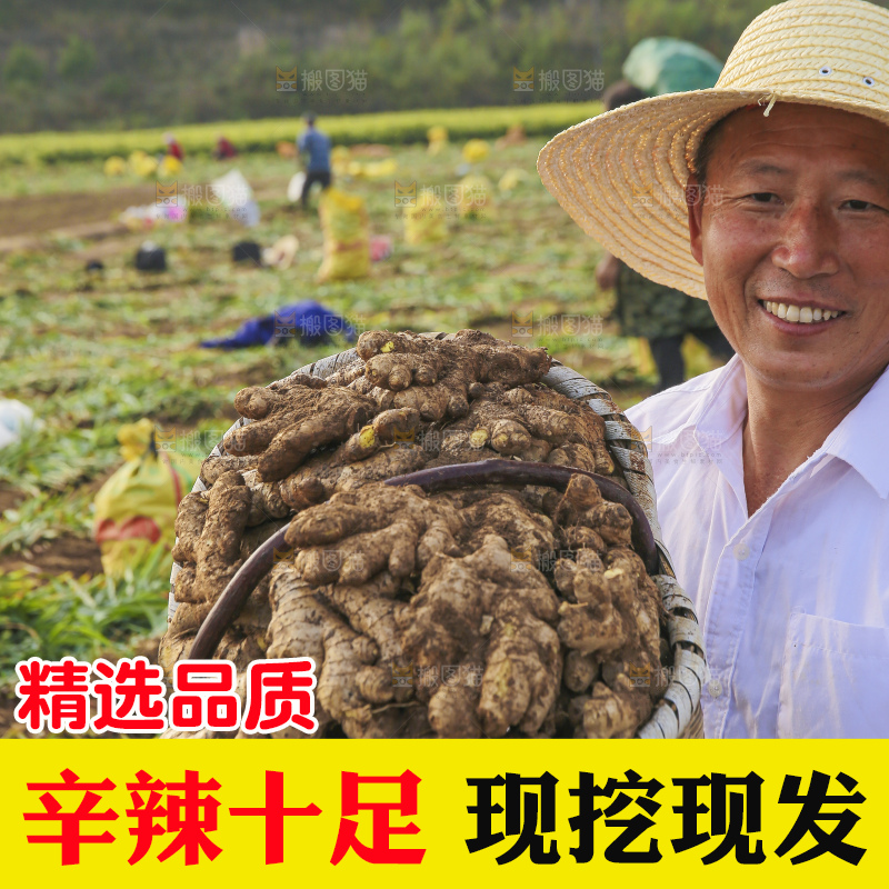 手里拿着新鲜生姜