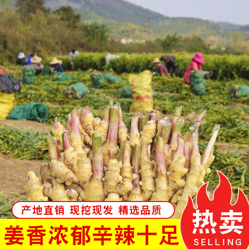 手里拿着新鲜小黄姜