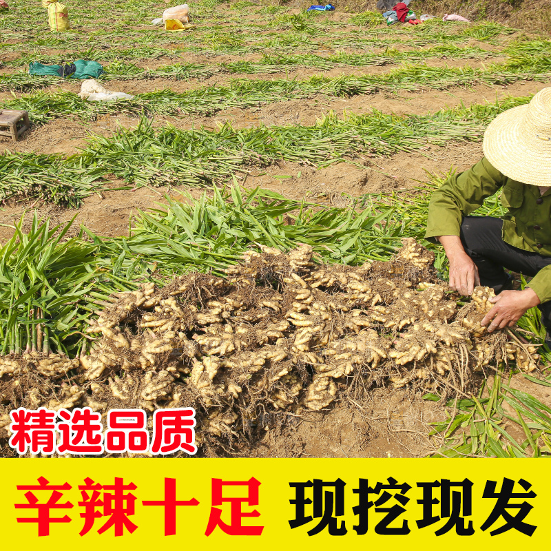 手里拿着新鲜小黄姜