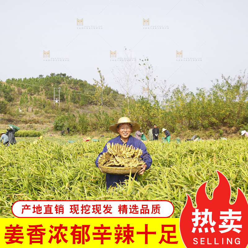 手里拿着新鲜小黄姜