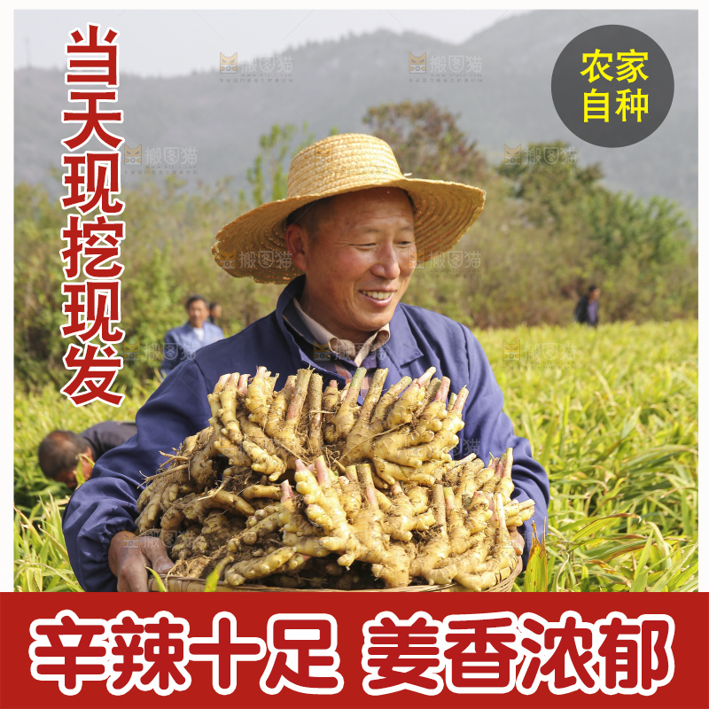 手里拿着新鲜小黄姜