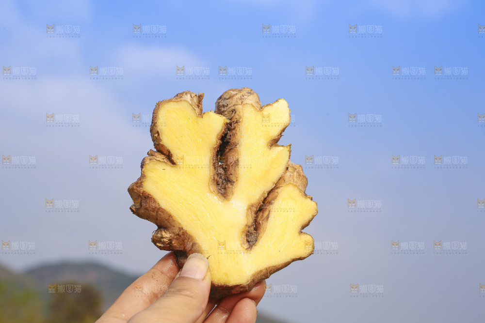 手里拿着新鲜生姜