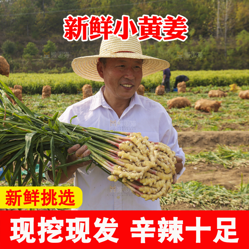 手里拿着新鲜小黄姜