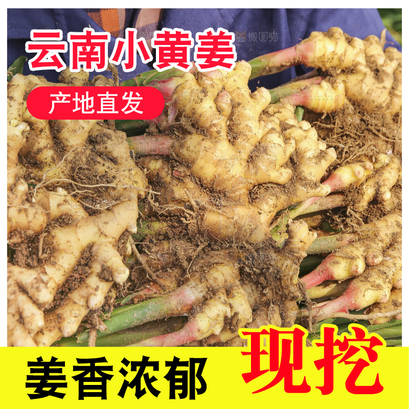 手里拿着新鲜小黄姜