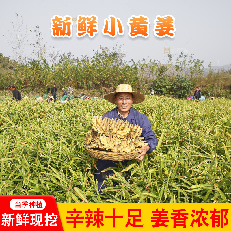 手里拿着新鲜小黄姜