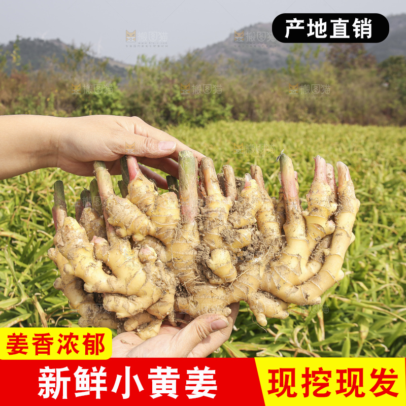手里拿着新鲜小黄姜