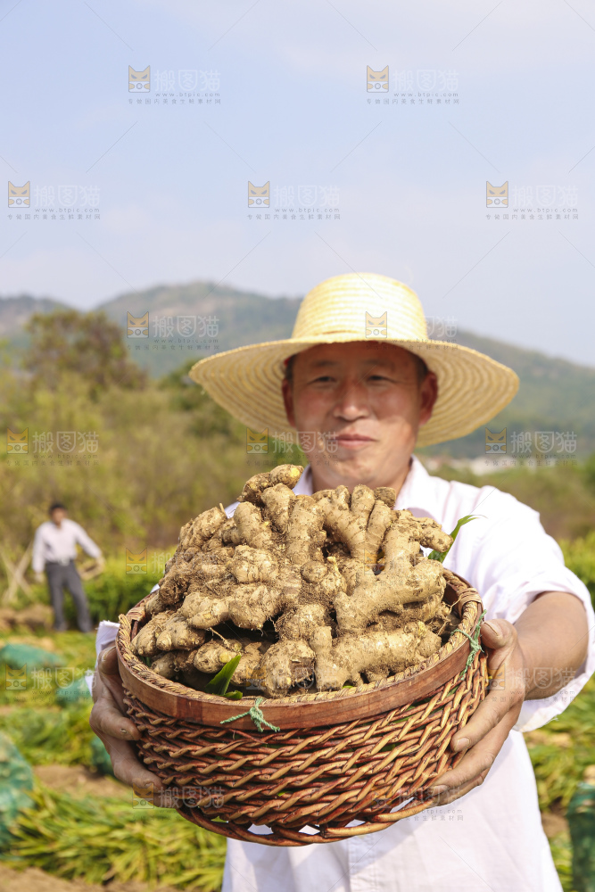 手里拿着新鲜生姜