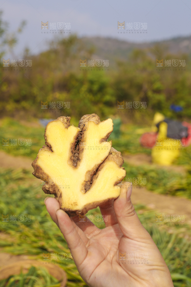 手里拿着新鲜生姜
