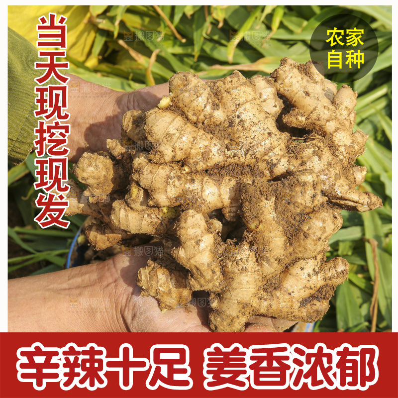 手里拿着新鲜生姜