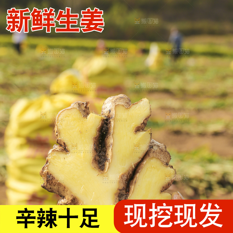 手里拿着新鲜生姜