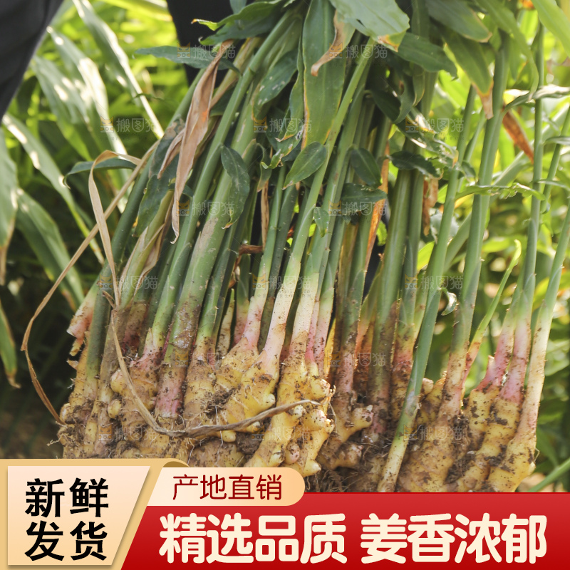 手里拿着新鲜小黄姜