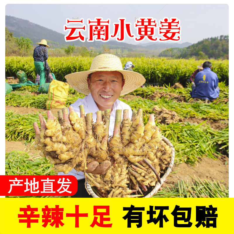 手里拿着新鲜小黄姜