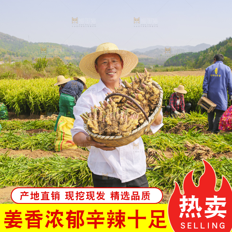 手里拿着新鲜小黄姜