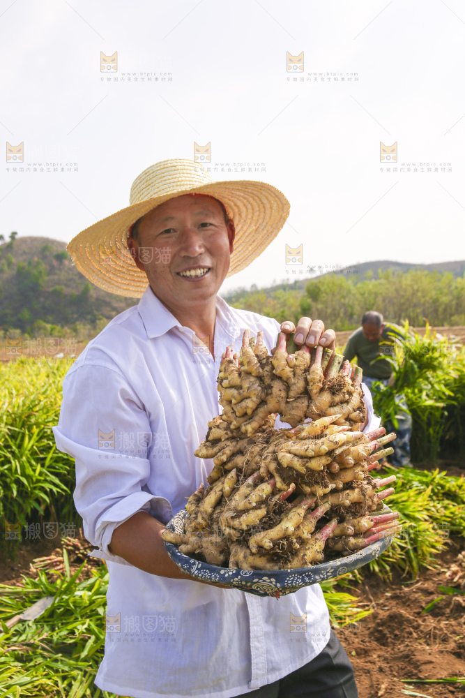 手里拿着新鲜小黄姜