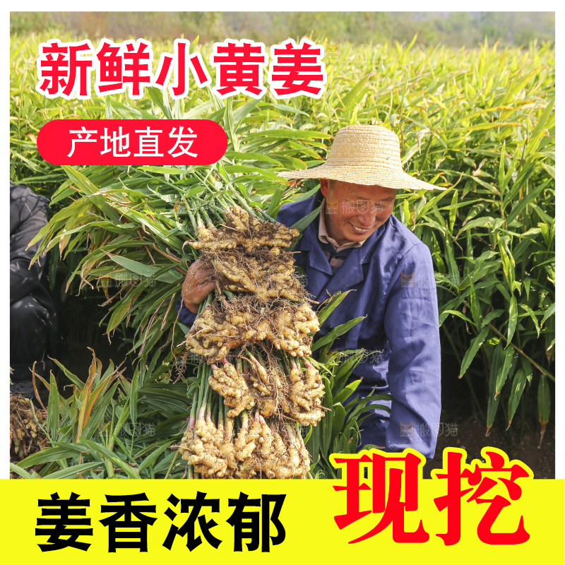 手里拿着新鲜小黄姜