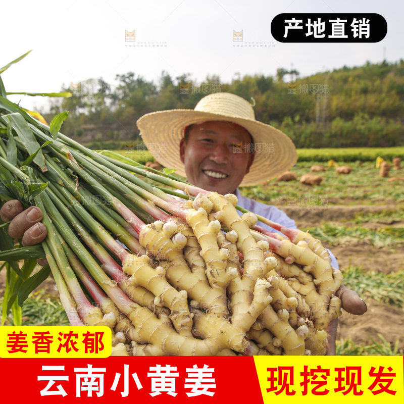 手里拿着新鲜小黄姜