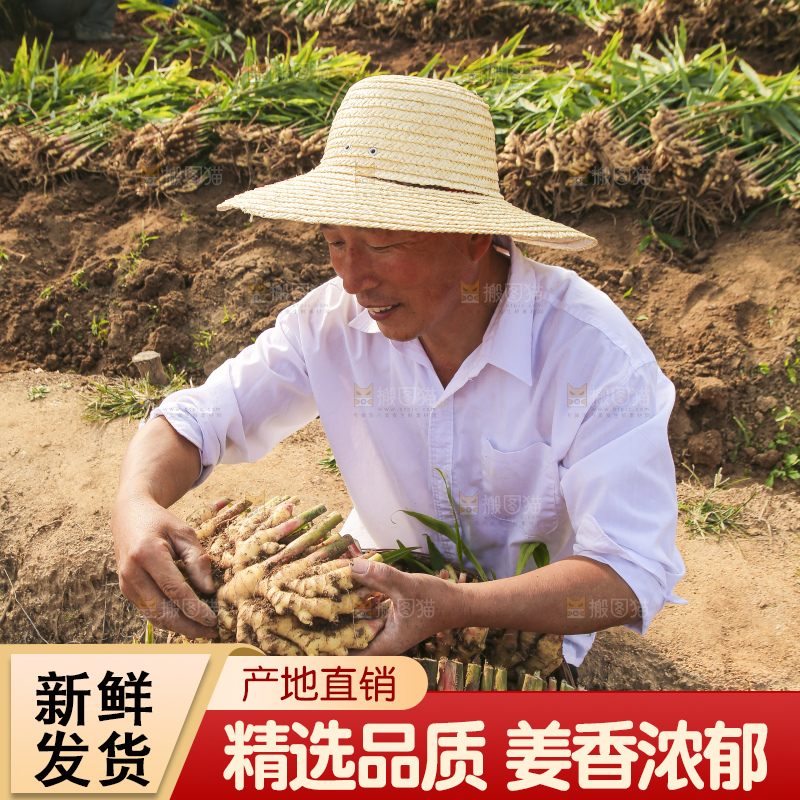 手里拿着新鲜小黄姜