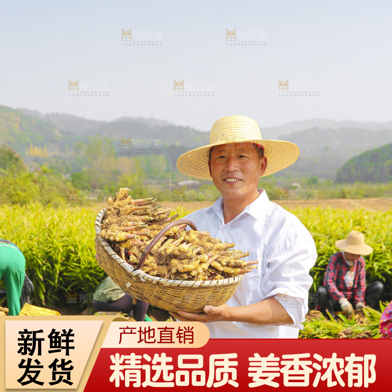 手里拿着新鲜小黄姜