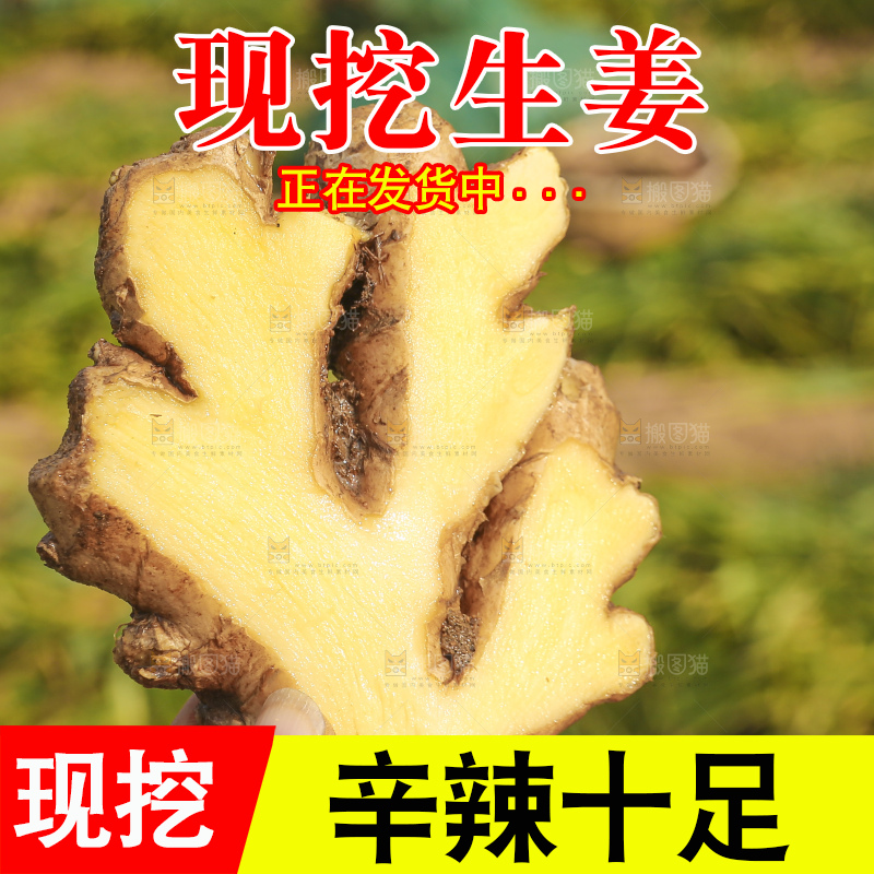 手里拿着新鲜生姜