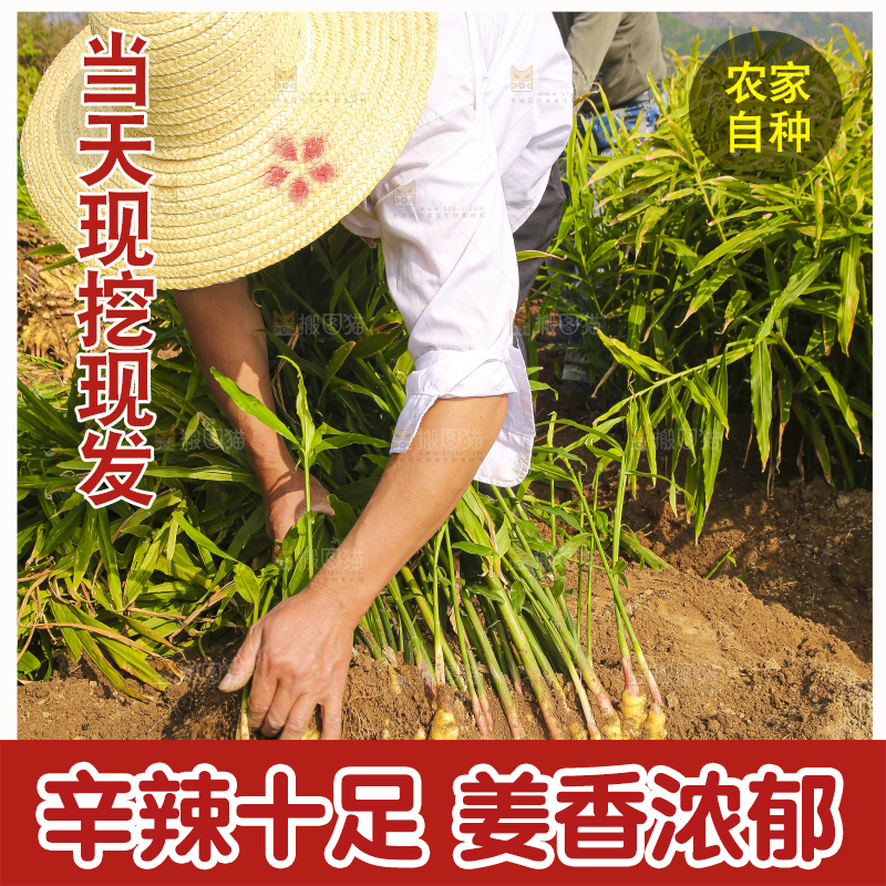 手里拿着新鲜小黄姜