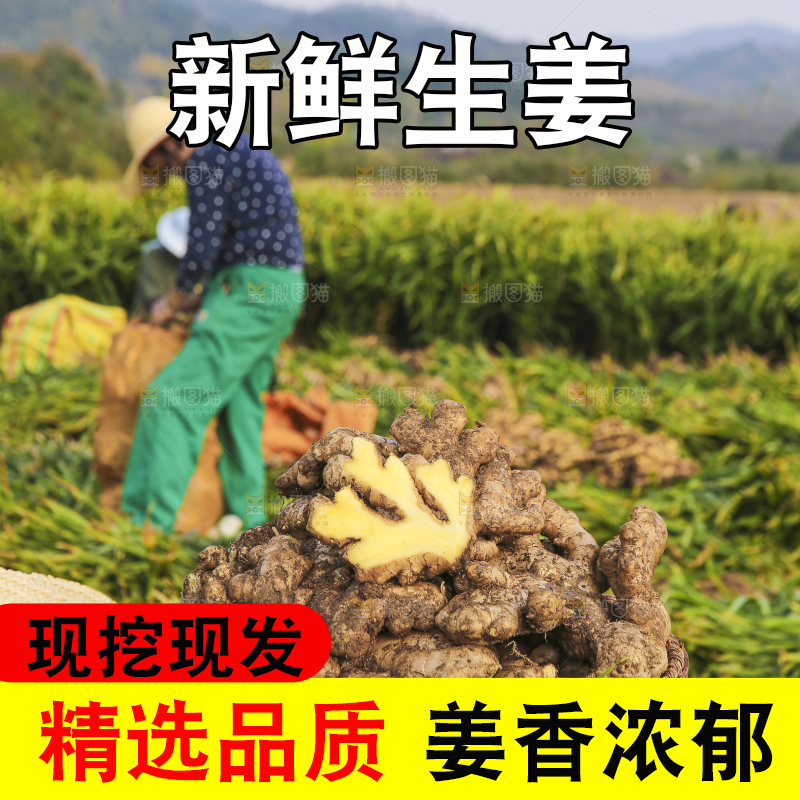 手里拿着新鲜生姜