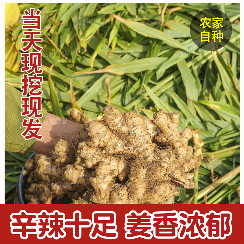 手里拿着新鲜生姜