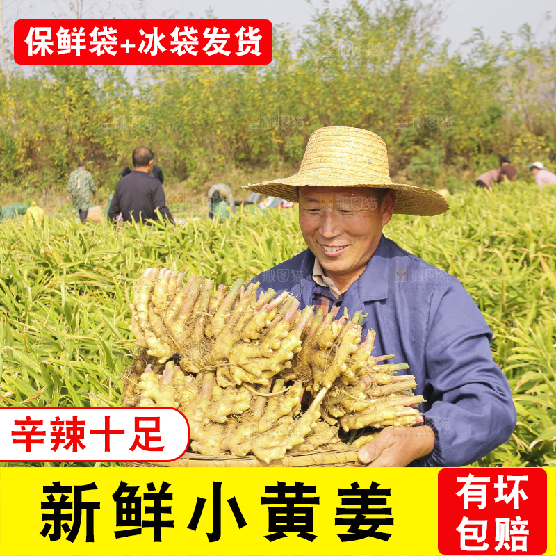 手里拿着新鲜小黄姜