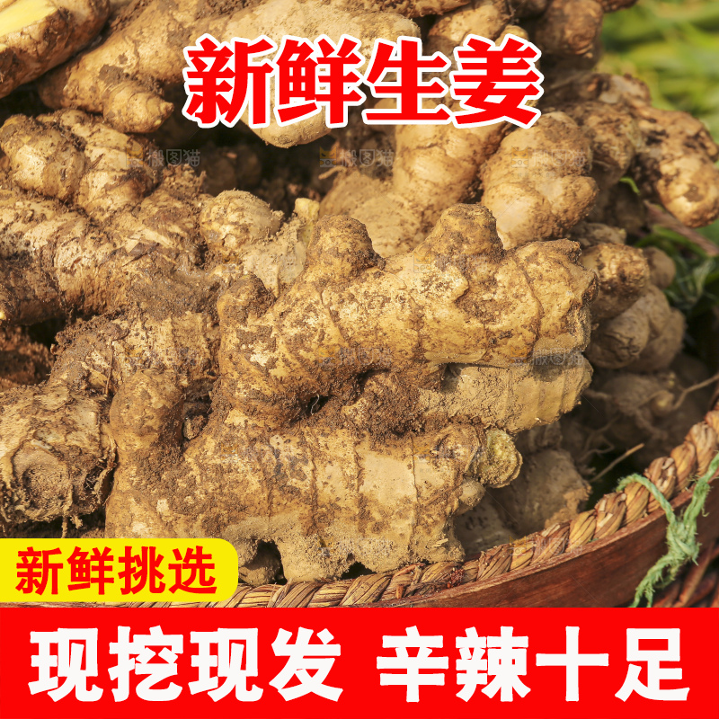 手里拿着新鲜生姜