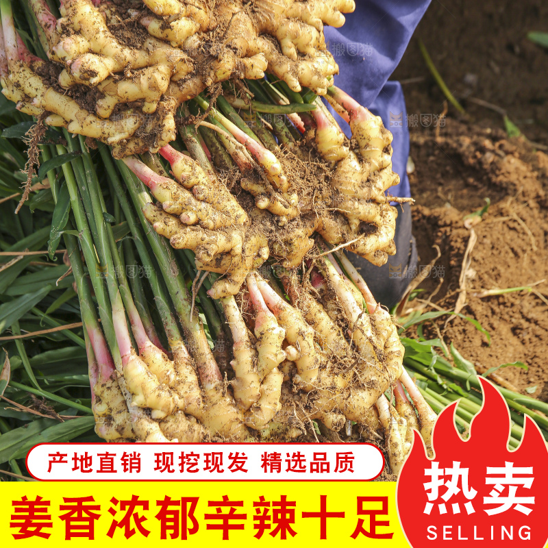 手里拿着新鲜小黄姜