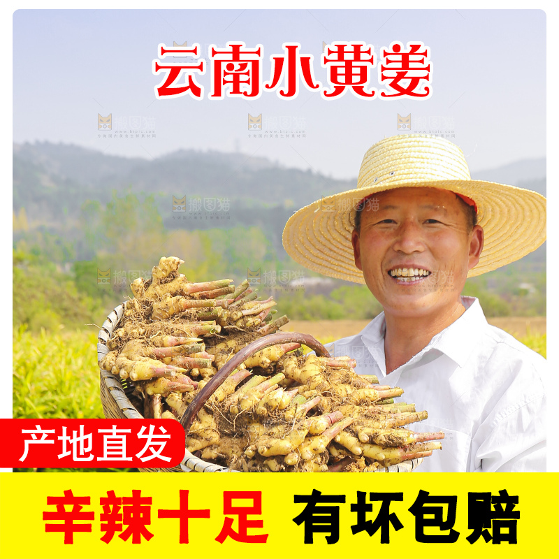手里拿着新鲜小黄姜