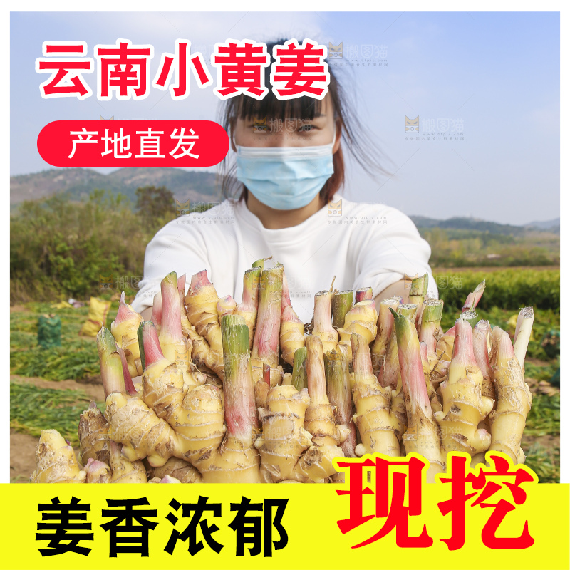 手里拿着新鲜小黄姜