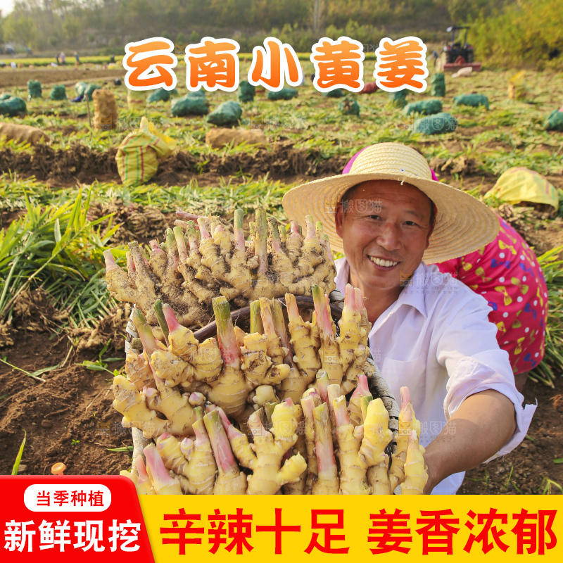 手里拿着新鲜小黄姜