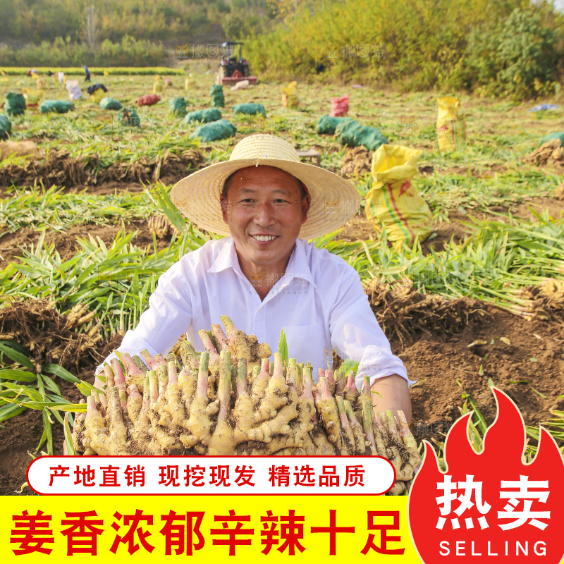 手里拿着新鲜小黄姜
