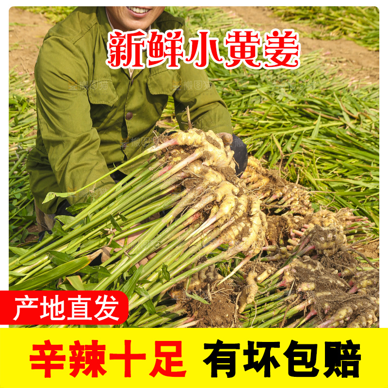 手里拿着新鲜小黄姜