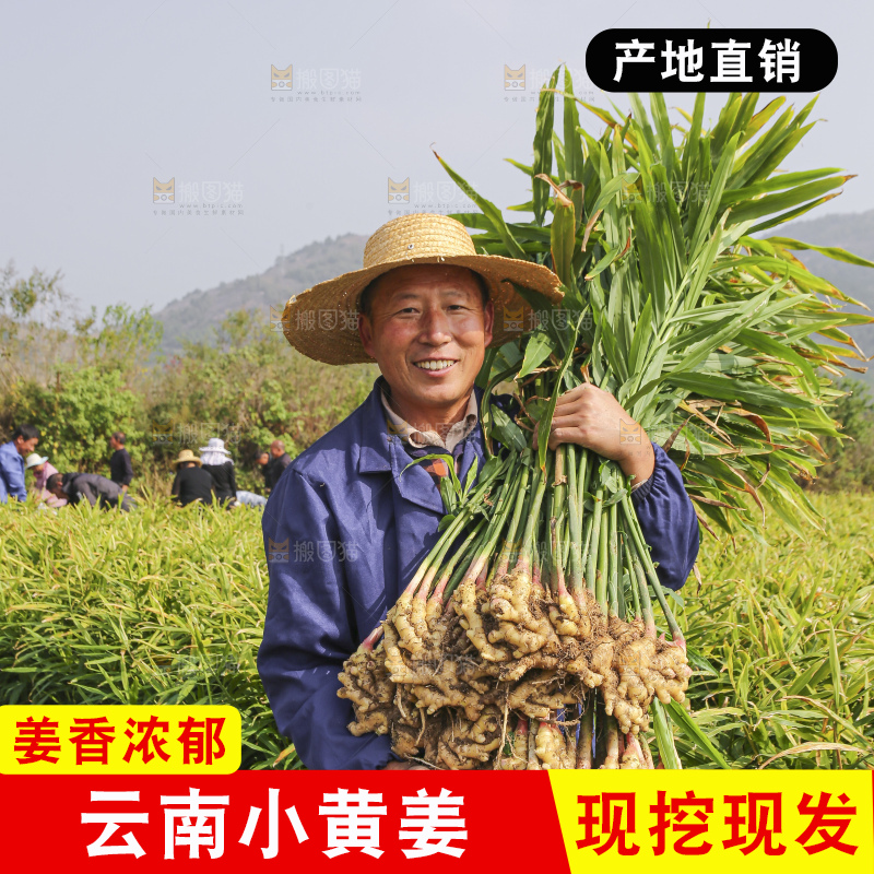 手里拿着新鲜小黄姜
