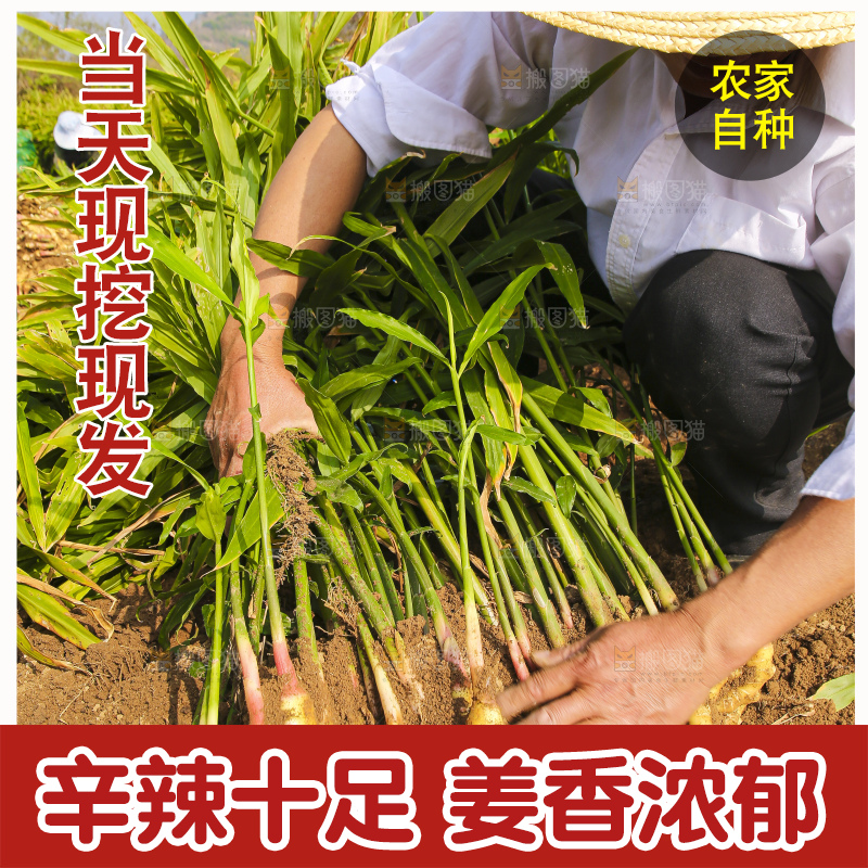 手里拿着新鲜小黄姜