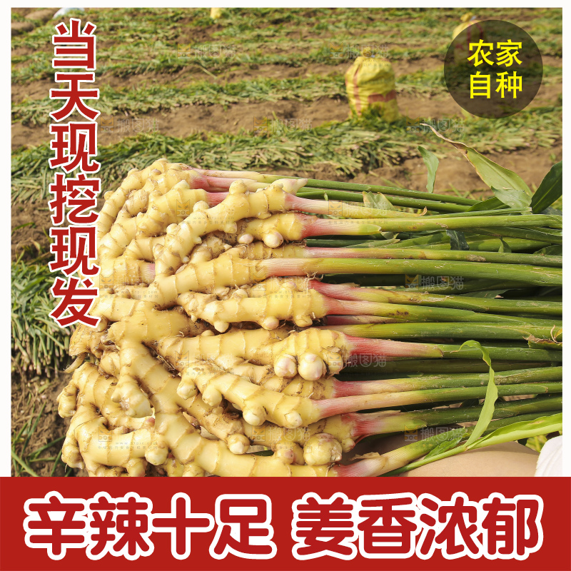 手里拿着新鲜小黄姜