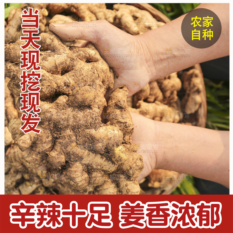 手里拿着新鲜生姜
