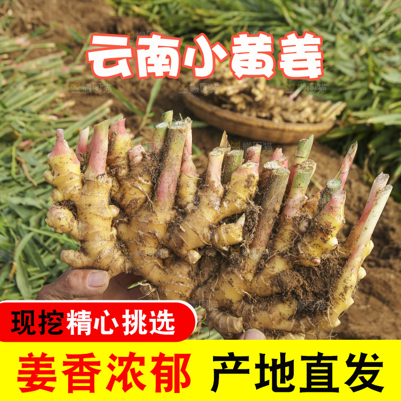 手里拿着新鲜小黄姜