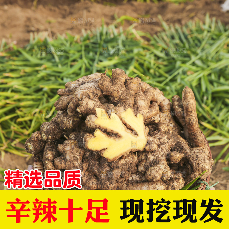 手里拿着新鲜生姜
