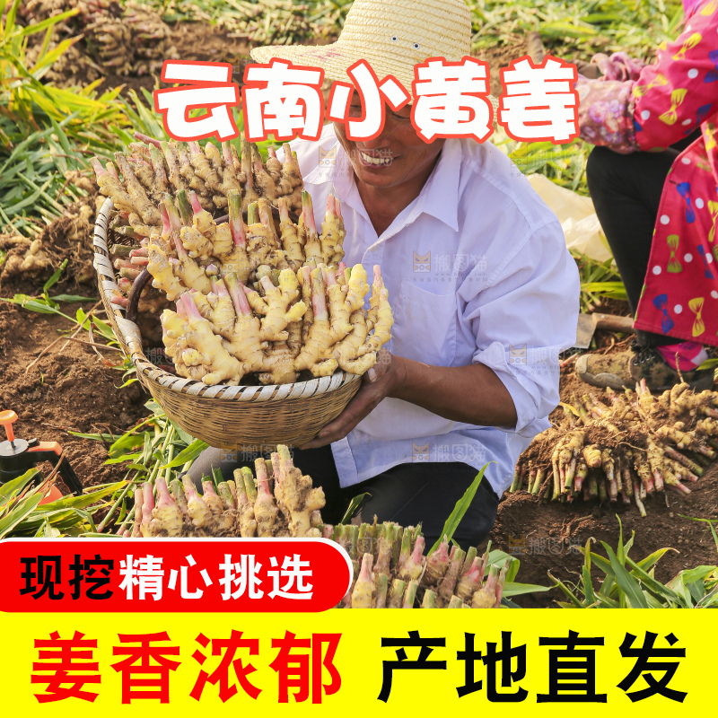 手里拿着新鲜小黄姜