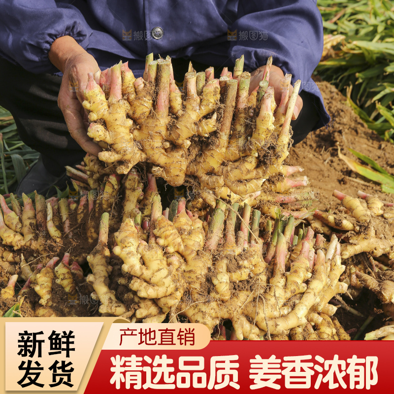 手里拿着新鲜小黄姜
