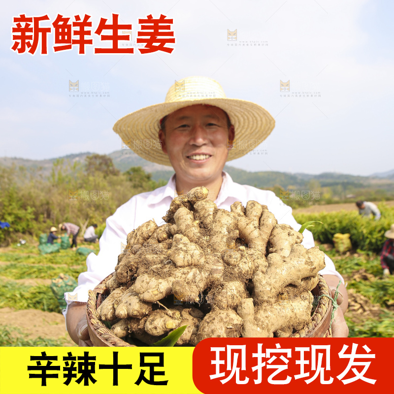 手里拿着新鲜生姜