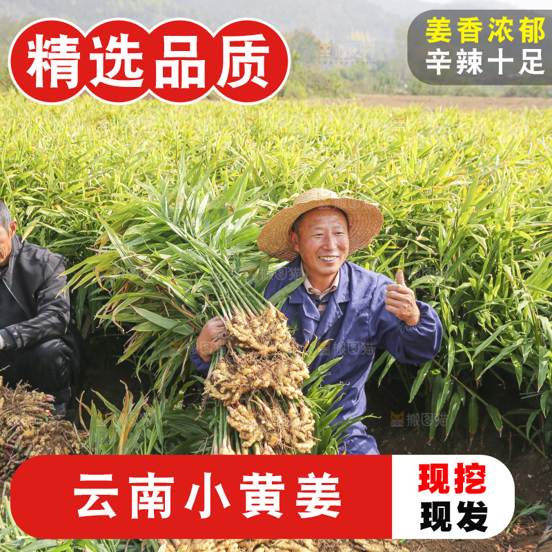 手里拿着新鲜小黄姜