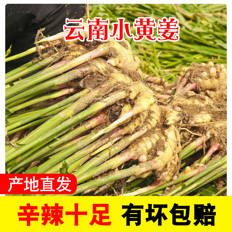 手里拿着新鲜小黄姜