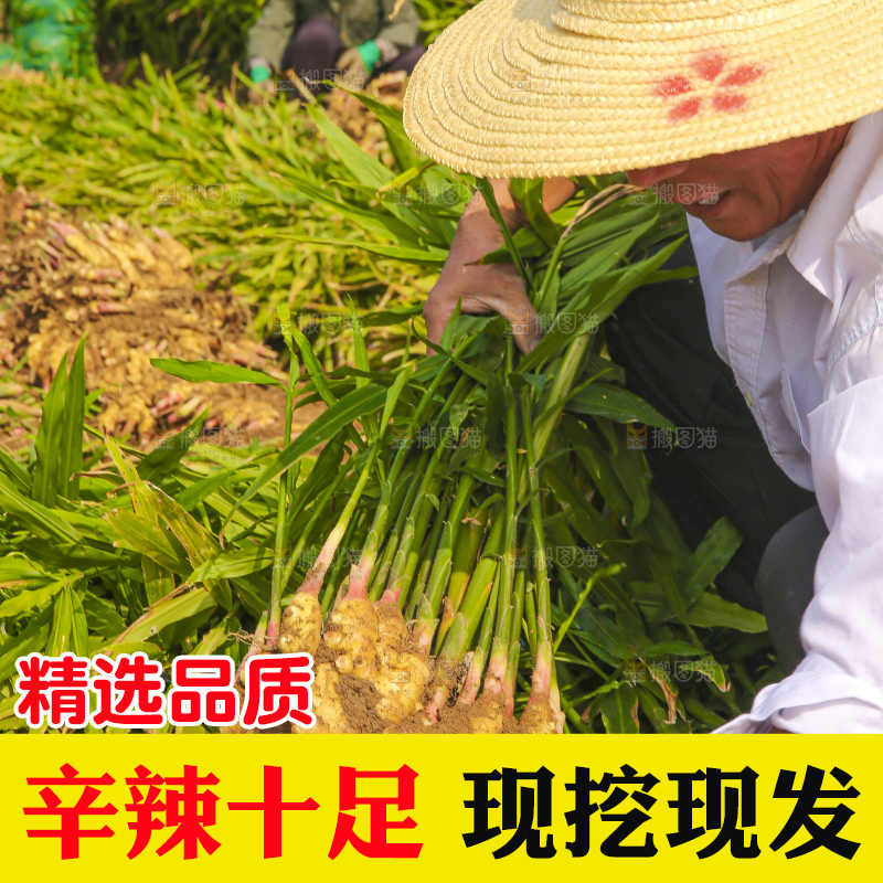 手里拿着新鲜小黄姜