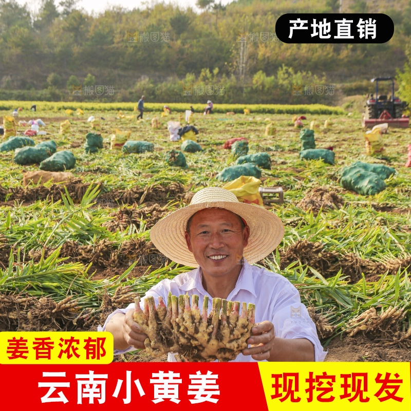 手里拿着新鲜小黄姜