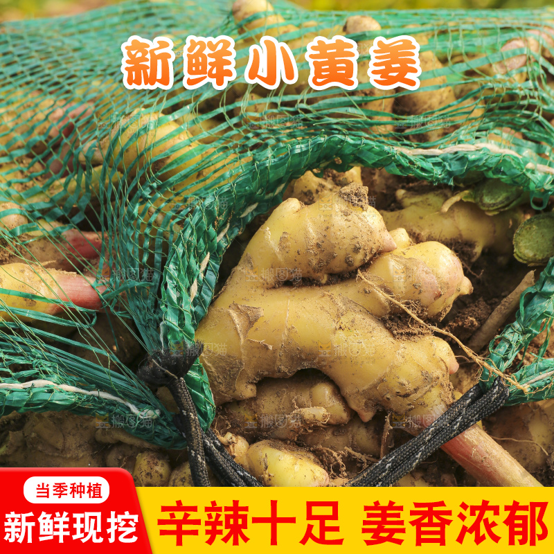 手里拿着新鲜小黄姜